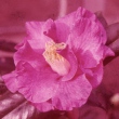 Ethel Rivers